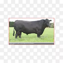 默里灰牛,安格斯牛,苏格兰牧场-安格斯牛-空若网 默里灰牛,安格斯牛,苏格兰牧场-安格斯牛-空若网