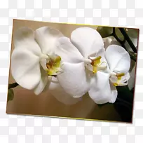 蛾兰栀子花瓣-空若网 蛾兰栀子花瓣-空若网