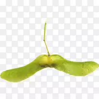 沙玛拉枫树,奥格里斯山-灰橡子-橡子-空若网 沙玛拉枫树,奥格里斯山-灰橡子-橡子-空若网