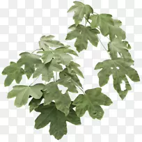 农田枫叶树篱海枫林-空若网 农田枫叶树篱海枫林-空若网