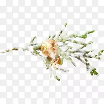 小枝昆虫植物茎近距离昆虫-空若网 小枝昆虫植物茎近距离昆虫-空若网