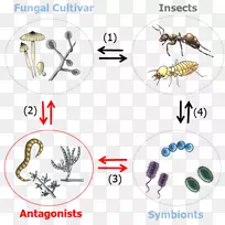 昆虫共生昆虫-植物互作微生物-昆虫-空若网 昆虫共生昆虫-植物互作微生物-昆虫-空若网