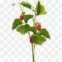 png图片剪辑艺术草莓PSD图像-草莓-空若网 png图片剪辑艺术草莓PSD图像-草莓-空若网