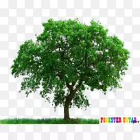 pngͼƬ��������PSD��ͼ����-������