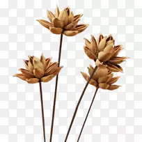 花卉如果(我们)下载-干花扣除材料-空若网 花卉如果(我们)下载-干花扣除材料-空若网