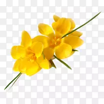 鹅野花花瓣-花草-空若网 鹅野花花瓣-花草-空若网