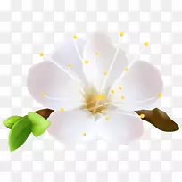 ͼÐμô¼ÒÕÊõ»¨Í¼ÏñpngͼƬ.»¨-¿ÕÈôÍø ͼÐμô¼ÒÕÊõ»¨Í¼ÏñpngͼƬ.»¨-¿ÕÈôÍø