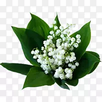 �ӹȰٺϿ���ֲ������ٺϻ�-������