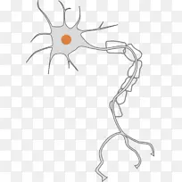 神经元神经系统轴突剪贴术-空若网 神经元神经系统轴突剪贴术-空若网