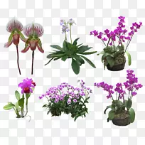 花卉设计飞蛾兰花剪贴画-空若网 花卉设计飞蛾兰花剪贴画-空若网