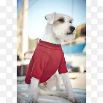 狗繁殖伙伴狗衣服鼻子-狗-空若网 狗繁殖伙伴狗衣服鼻子-狗-空若网