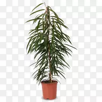 槟榔、棕榈树、乔木、无花果树-空若网 槟榔、棕榈树、乔木、无花果树-空若网