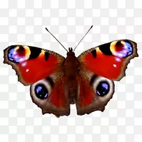 ������èͷӥ���ϻ���ë�������-������