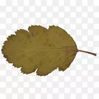 叶树-叶-空若网 叶树-叶-空若网