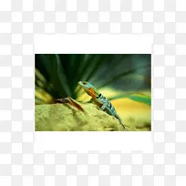 昆虫动物群.光体-空若网 昆虫动物群.光体-空若网