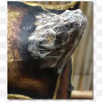 鼻子动物标本摄影.辉煌-空若网 鼻子动物标本摄影.辉煌-空若网