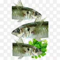 沙丁鱼、鲭鱼、自由职业者、安利鱼-新鲜鲑鱼-空若网 沙丁鱼、鲭鱼、自由职业者、安利鱼-新鲜鲑鱼-空若网