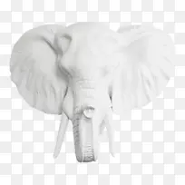 非洲象狮子标本鹿象-空若网 非洲象狮子标本鹿象-空若网