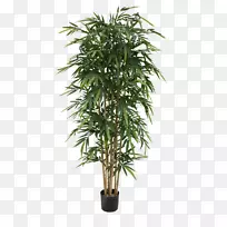 棕榈树哭泣无花果盆景矮伞树-空若网 棕榈树哭泣无花果盆景矮伞树-空若网