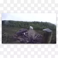 生态系统食饵鸟-鸟类-空若网 生态系统食饵鸟-鸟类-空若网