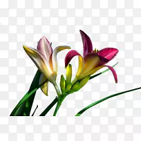 ����ɫ�ٺϻ�ֲ��.�ٺϻ�����-������