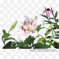 百合花画夹艺术-百合花-空若网 百合花画夹艺术-百合花-空若网