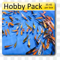 锦鲤网上优惠券折扣及津贴编号-锦鱼-空若网 锦鲤网上优惠券折扣及津贴编号-锦鱼-空若网