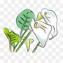 百合百合花剪贴画白马蹄莲图片材料-空若网 百合百合花剪贴画白马蹄莲图片材料-空若网