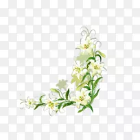 白百合-空若网 白百合-空若网