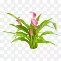 花生-百合切花-计算机编程-粉红色的马蹄莲百合花-空若网 花生-百合切花-计算机编程-粉红色的马蹄莲百合花-空若网