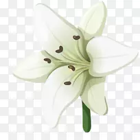 �ٺϣ�������ͼ��.�ֻ�ٺ�-������