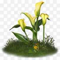 花型花蕾-百合-手绘木瓜百合-空若网 花型花蕾-百合-手绘木瓜百合-空若网