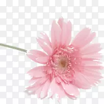 花奥格里斯花瓣水印-百合-空若网 花奥格里斯花瓣水印-百合-空若网