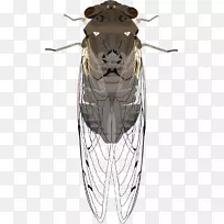 昆虫知了剪贴画png图片蝉-昆虫-空若网 昆虫知了剪贴画png图片蝉-昆虫-空若网