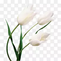 �����㻨��ɫ�����ֽ�ٺϻ�-������