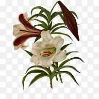 百合花色百合-空若网 百合花色百合-空若网