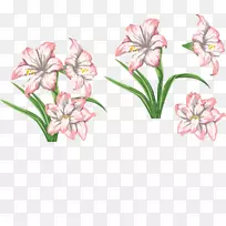 虎百合花图案-粉红色百合-空若网 虎百合花图案-粉红色百合-空若网