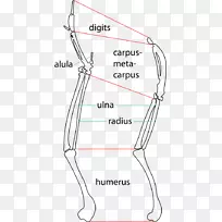 �����ibis Finger/m/02csf�ؽ�-��ͼ���-������