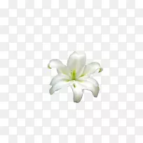 百合切花-百合花-空若网 百合切花-百合花-空若网