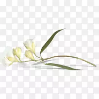 复活节百合花蕾叶-百合芽-空若网 复活节百合花蕾叶-百合芽-空若网