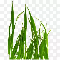 һ���̲�-������