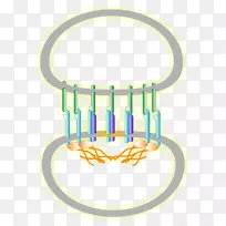 产品设计材料字体线-生物医药广告-空若网 产品设计材料字体线-生物医药广告-空若网