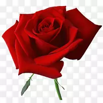 png图片剪辑艺术玫瑰花透明-玫瑰-空若网 png图片剪辑艺术玫瑰花透明-玫瑰-空若网