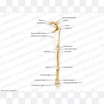 昆虫枝条系植物茎角-昆虫-空若网 昆虫枝条系植物茎角-昆虫-空若网