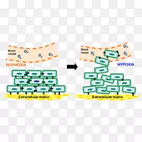 缺氧与癌症:生物学意义及治疗机会-一篇研究文章-空若网 缺氧与癌症:生物学意义及治疗机会-一篇研究文章-空若网