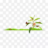 昆虫草,植物茎,插花,完美传单-空若网 昆虫草,植物茎,插花,完美传单-空若网