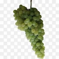 苏大拿果汁葡萄无核水果-绿色葡萄PNG图像-空若网 苏大拿果汁葡萄无核水果-绿色葡萄PNG图像-空若网