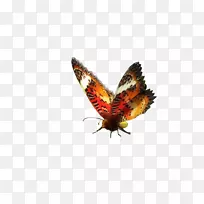 刷足蝴蝶NGM意大利NGM向前无限新一代移动3G双发光蝴蝶-空若网 刷足蝴蝶NGM意大利NGM向前无限新一代移动3G双发光蝴蝶-空若网