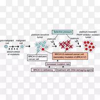 BRCA 1癌症顺铂BRCA突变治疗-卡通癌细胞-空若网 BRCA 1癌症顺铂BRCA突变治疗-卡通癌细胞-空若网