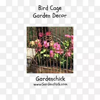 园艺草坪猫草植物-空若网 园艺草坪猫草植物-空若网